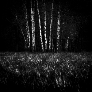 Betula docet