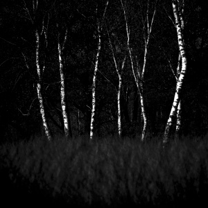 Betula docet