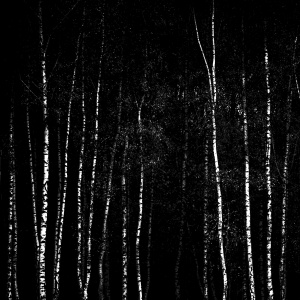 Betula docet