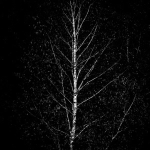 Betula docet