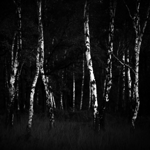 Betula docet