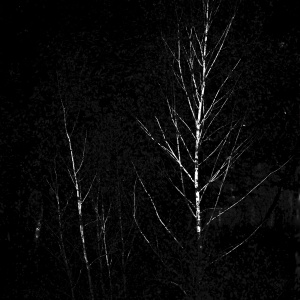 Betula docet