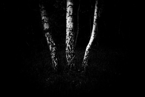 Betula docet