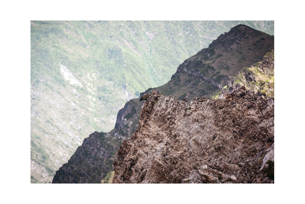 Grifone appollaiato su sperone di roccia - Parco Nazionale dei Pirenei

© 2019 www.lucaprosperophotographer.com