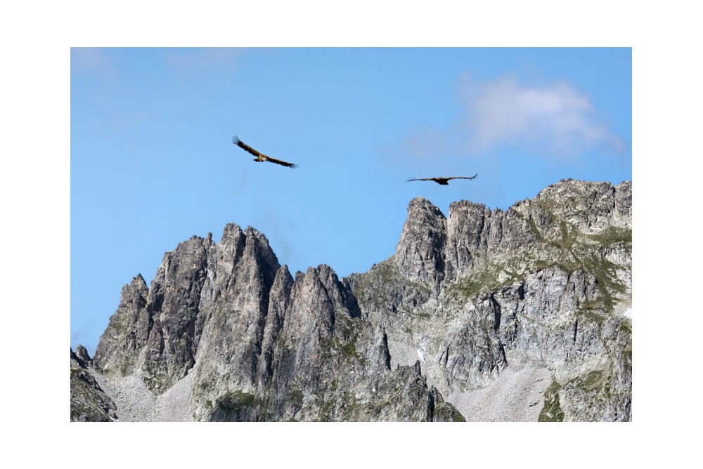 Coppia di Grifoni sul Pic de Maleshores - Parco Nazionale dei Pirenei

© 2019 www.lucaprosperophotographer.com